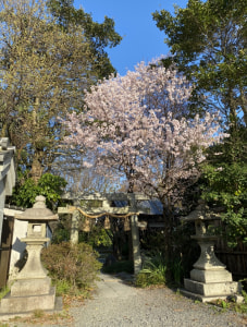 京都御所と桜とねこ