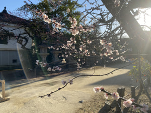 青空と梅の花の北野天満宮