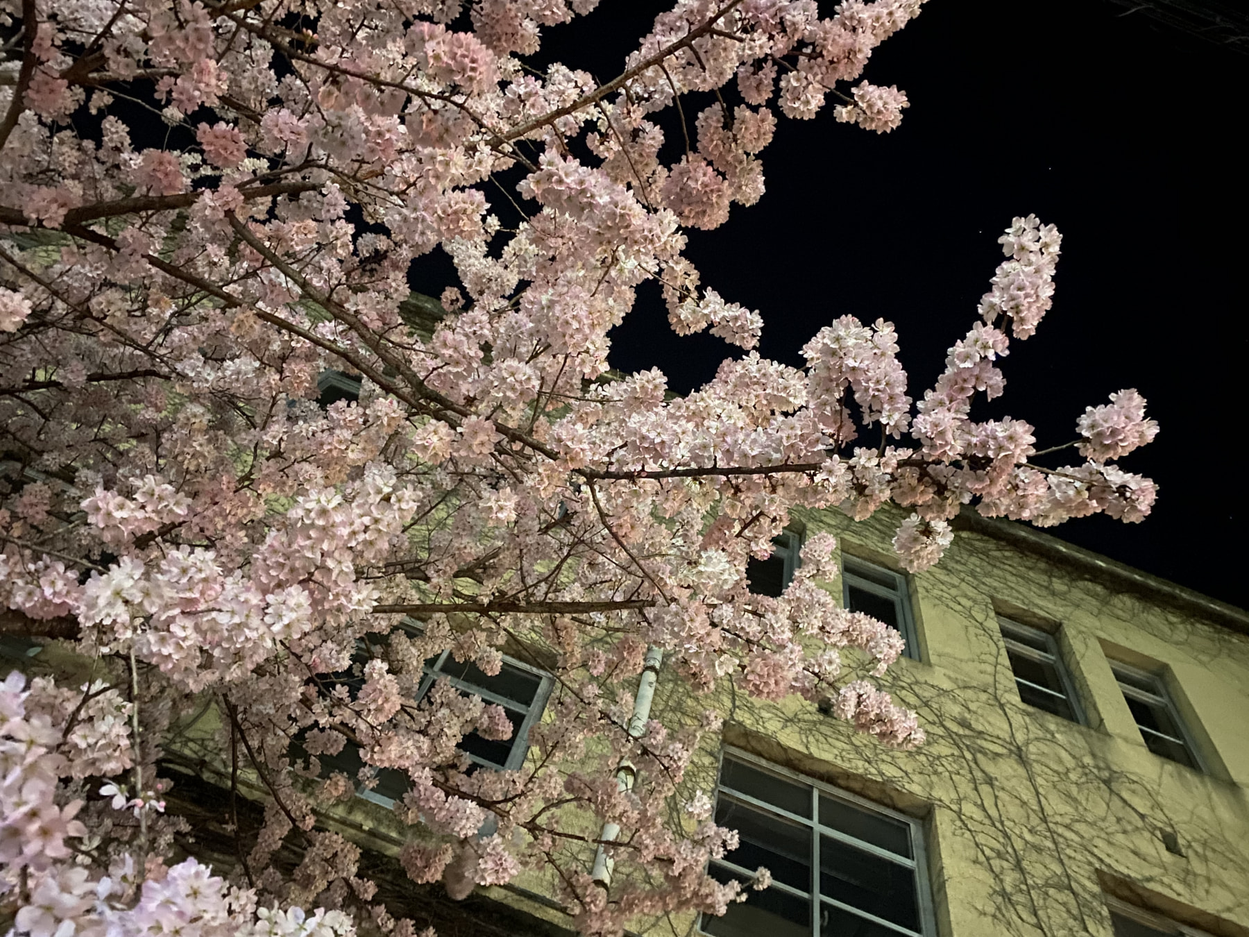 夜桜と日本文化