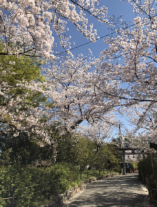 空と桜と